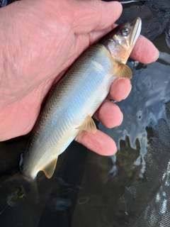 アユの釣果