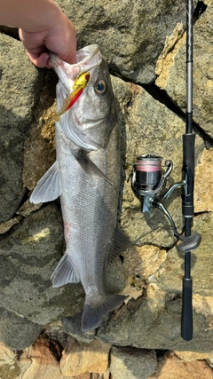 スズキの釣果