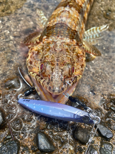 エソの釣果