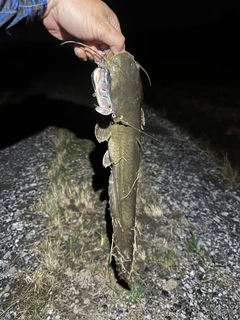 ナマズの釣果