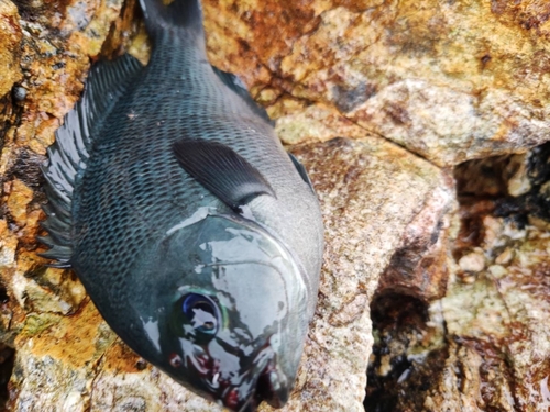 クロメジナの釣果