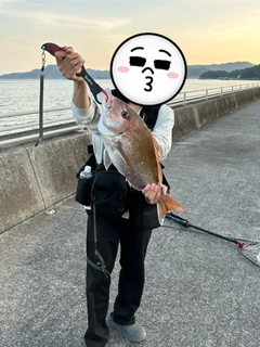 マダイの釣果