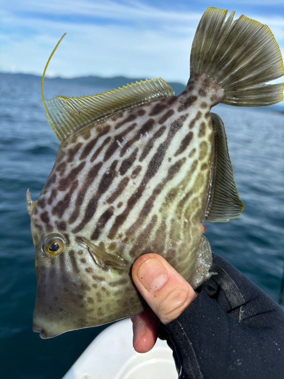 Y.F.Cのしんごさんの釣果 1枚目の画像