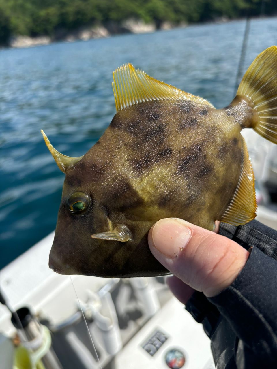 Y.F.Cのしんごさんの釣果 2枚目の画像