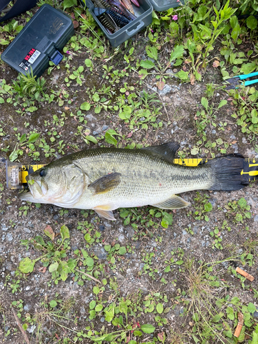 ブラックバスの釣果