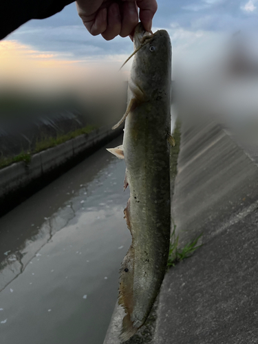 ナマズの釣果