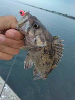 クロソイの釣果