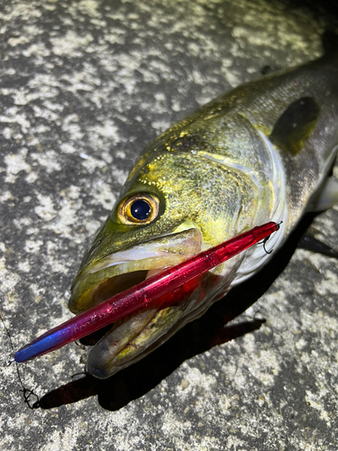 スズキの釣果