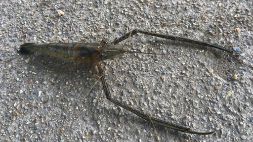 テナガエビの釣果