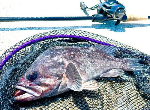 クロソイの釣果