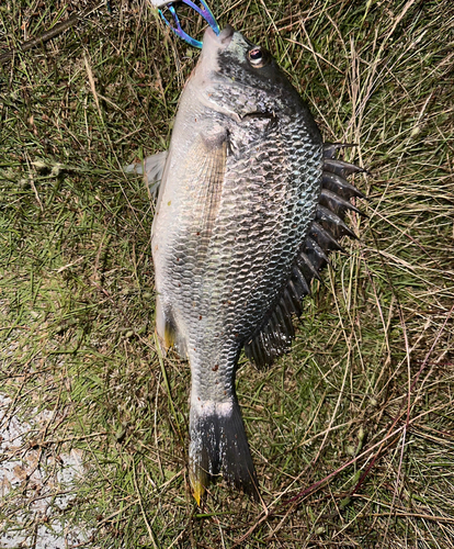 キビレの釣果