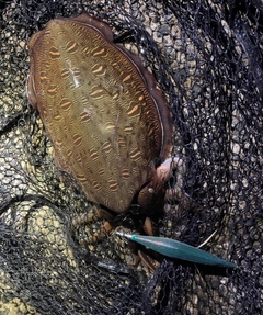 モンゴウイカの釣果