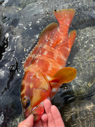 アカハタの釣果