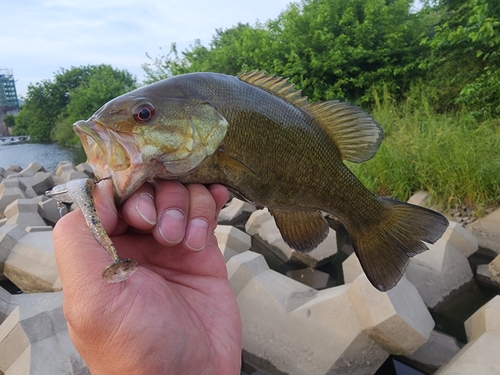 スモールマウスバスの釣果