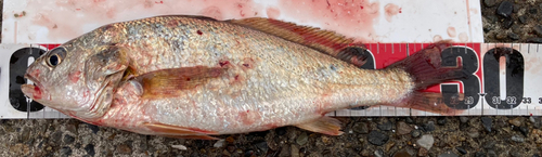 イシモチの釣果