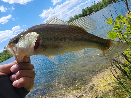 ブラックバスの釣果