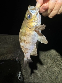 メバルの釣果