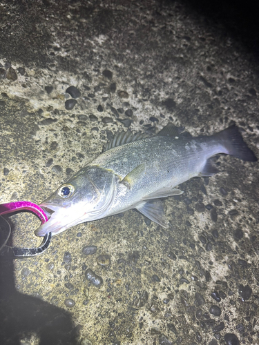 セイゴ（ヒラスズキ）の釣果