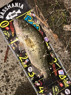ブラックバスの釣果