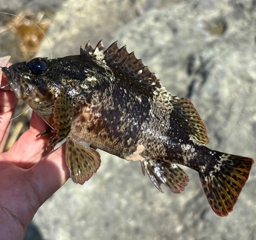 ムラソイの釣果