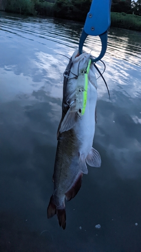 アメリカナマズの釣果