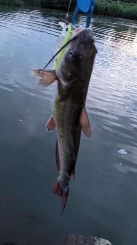 アメリカナマズの釣果