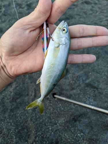 コノシロの釣果