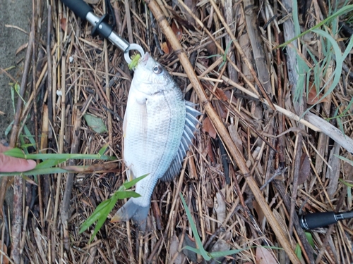 キビレの釣果