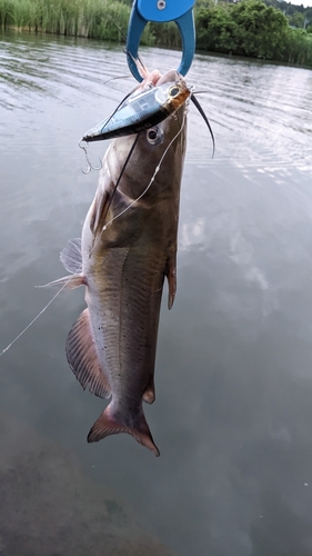 アメリカナマズの釣果