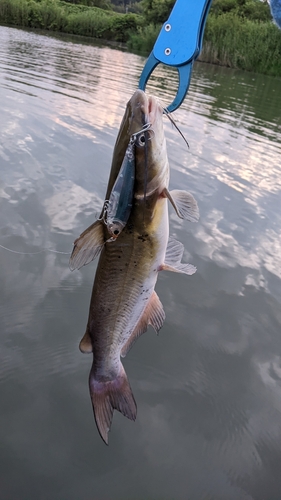 アメリカナマズの釣果