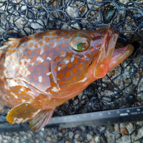 キジハタの釣果