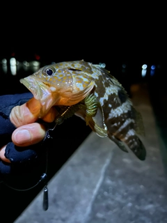 キジハタの釣果