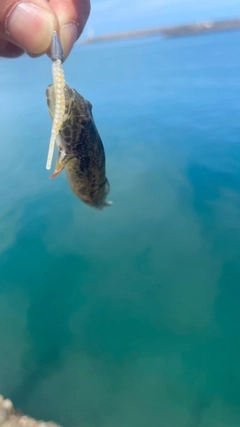 ハゼの釣果