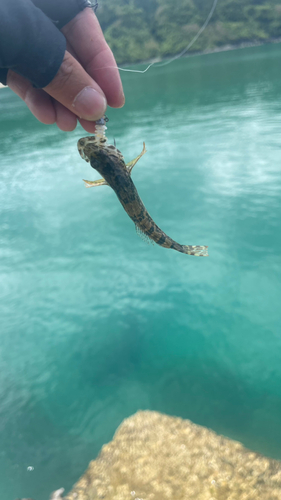 ハゼの釣果