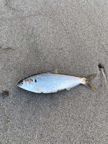 静岡県西部