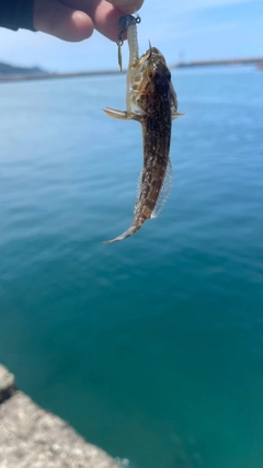 ハゼの釣果