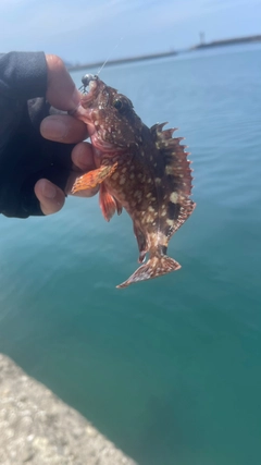 カサゴの釣果