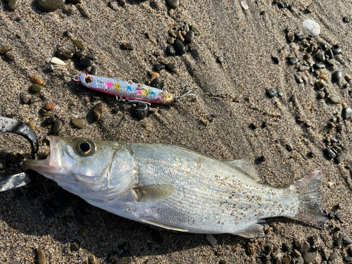 セイゴ（マルスズキ）の釣果