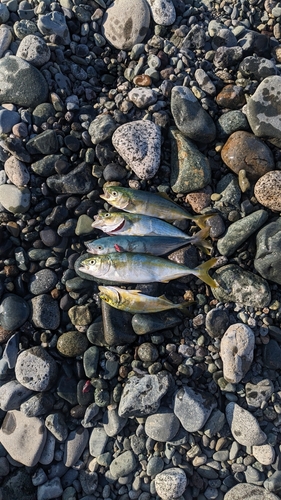 ワカシの釣果