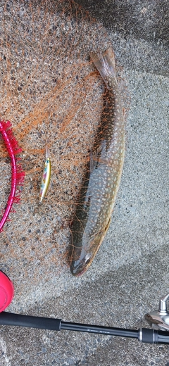 アメマスの釣果