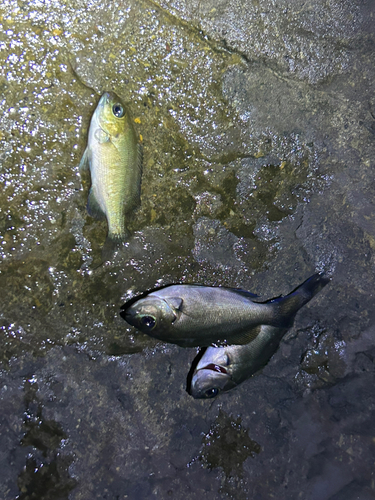 グレの釣果