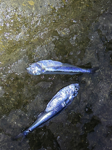 イワシの釣果