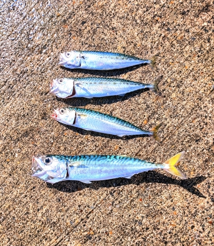 サバの釣果