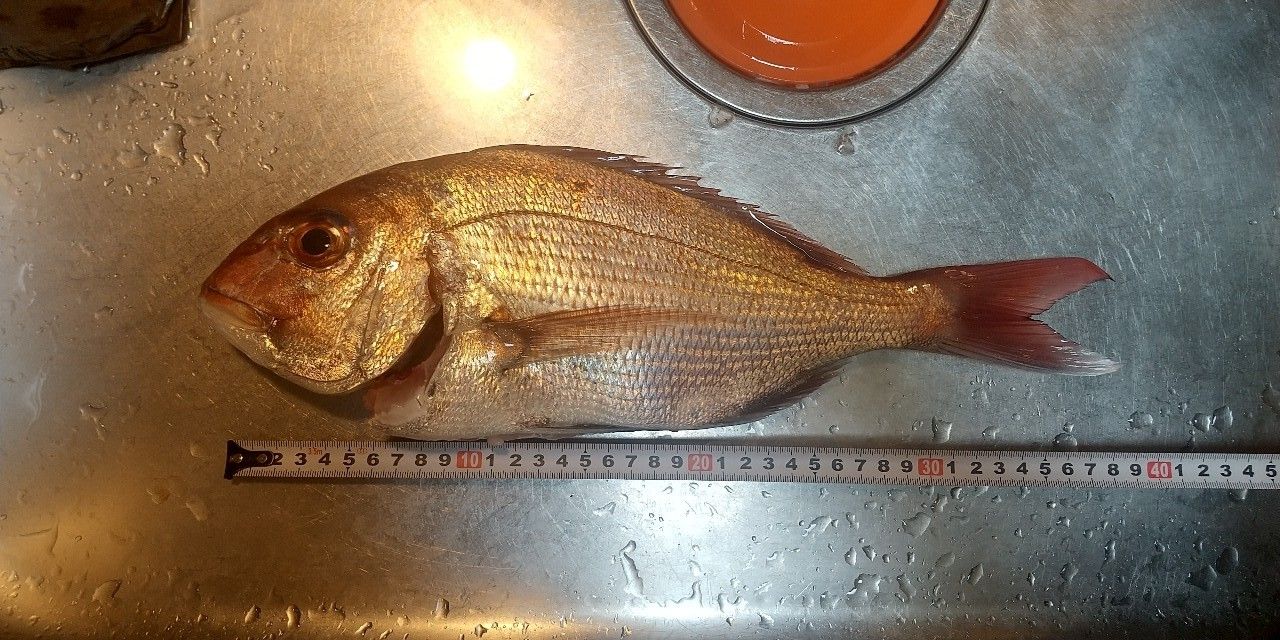 マダイ