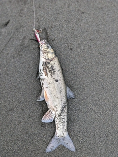 ウグイの釣果