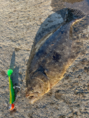 ヒラメの釣果