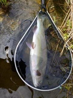 ニジマスの釣果