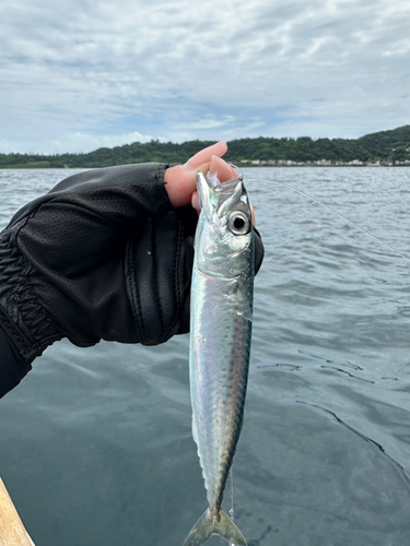 サバの釣果