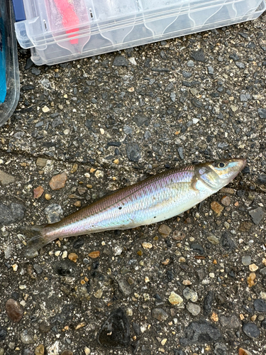 シロギスの釣果