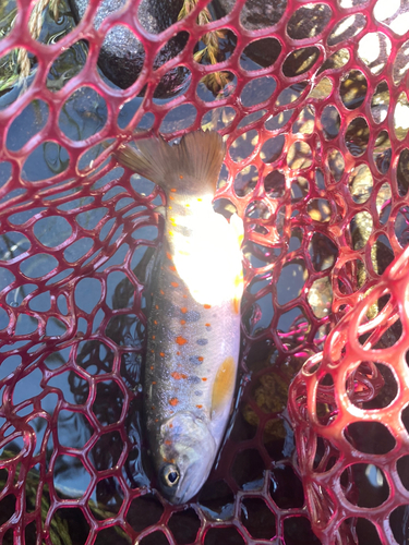 アマゴの釣果